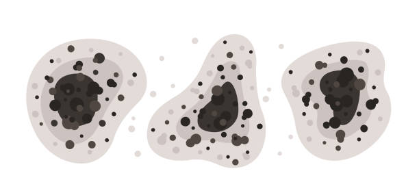 Mold Documentation for Insurance Claims in Westchester, FL