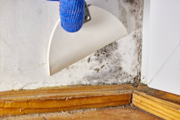 Best Basement Mold Removal  in Westchester, FL